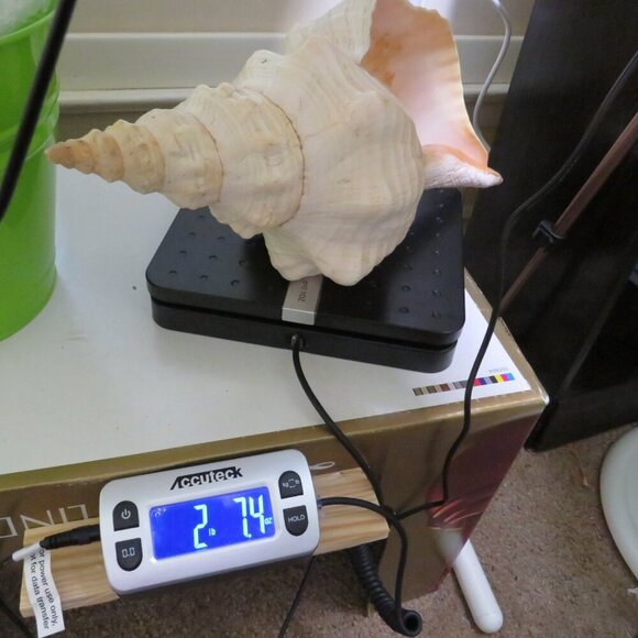 Real Sea Shell 15" long Horse Conch cream & peach coloring Coastal - Picture 7 of 15